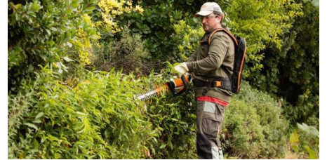 Man using a Stihl hedge trimmer to trim dense garden hedges, wearing protective clothing, gloves, and a backpack battery system for efficient hedge maintenance.