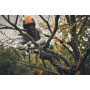 stihl-gta-40-6-90x90
